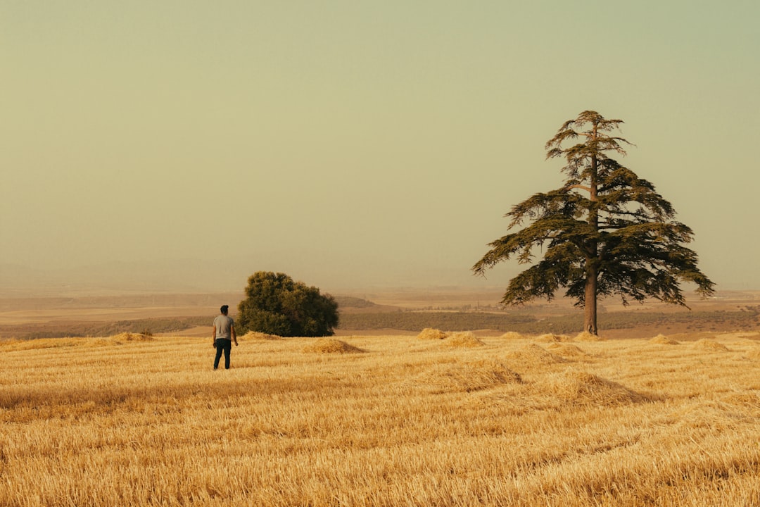 A lone tree stands in a field of wheat
